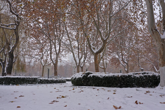 公园树林雪景