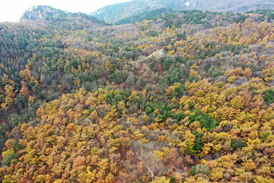 山东临沂龟蒙山落叶松