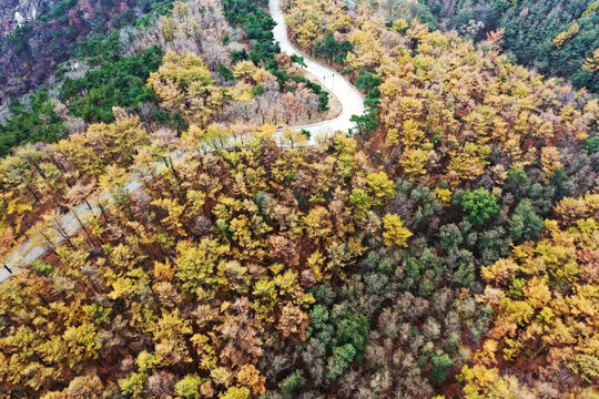 山东临沂龟蒙山落叶松