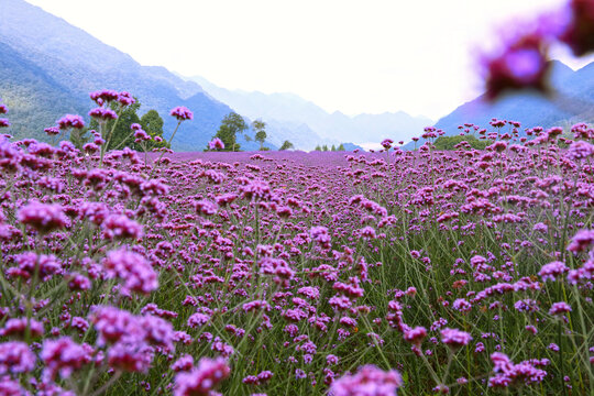 马鞭草风景图