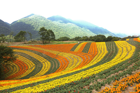 田园风光大地线条