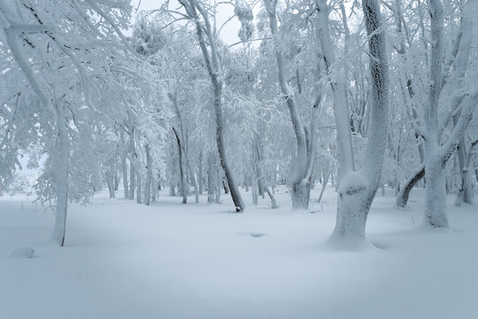 坝上雪景