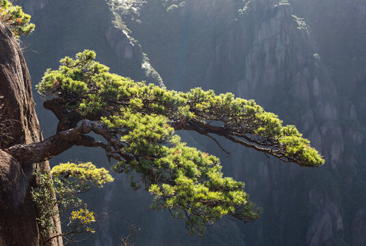 峭壁青松