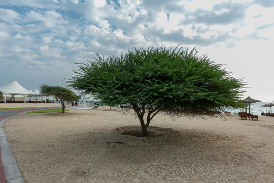 萨巴尼亚岛蓝天白云海滩树