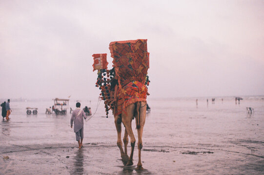 卡拉奇海边的骆驼