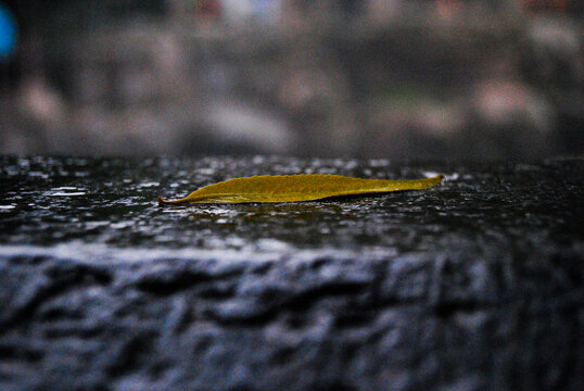 雨后落叶