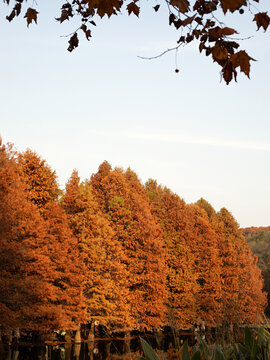 秋天满屏金黄色的杉树自然风景