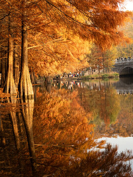 秋天湖边金黄色的水杉自然风景