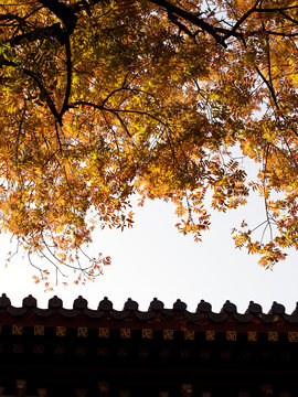 秋天里的寺庙古建筑和金黄的树叶