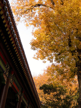 秋天里的寺庙古建筑和金黄的树叶