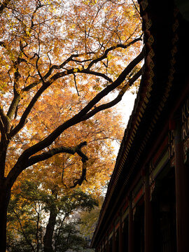 秋天里的寺庙古建筑和金黄的树叶