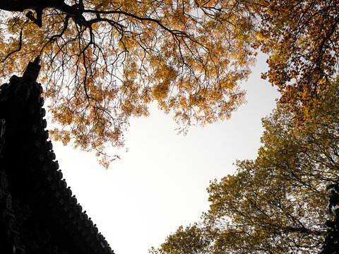 秋天里的寺庙古建筑和金黄的树叶