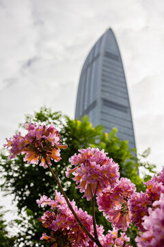 深圳城市紫花风铃木盛开