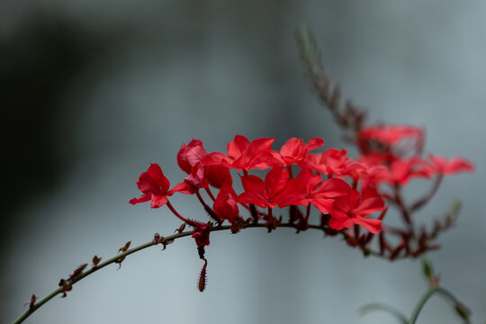 优雅红雪花