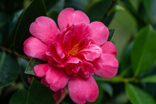 观花四季茶花