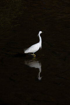 一只白鹭伫立河滩浅水中
