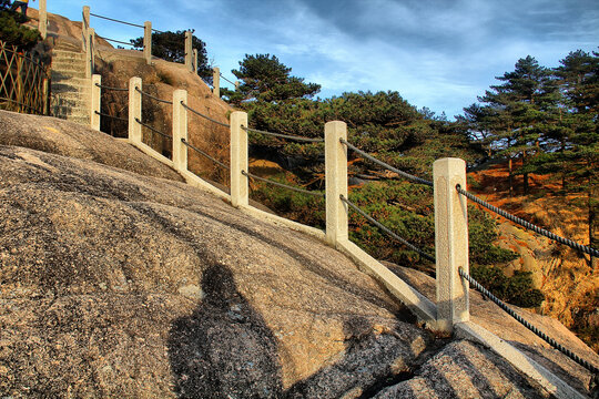 黄山登山黄山松