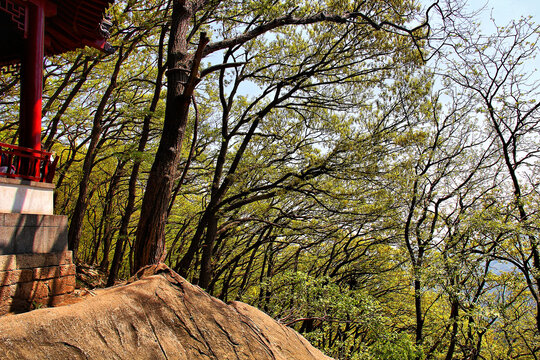 花果山树林自然风景