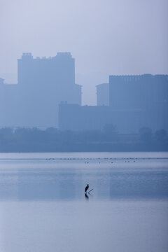 城市湿地白鹭栖息生态环境风光