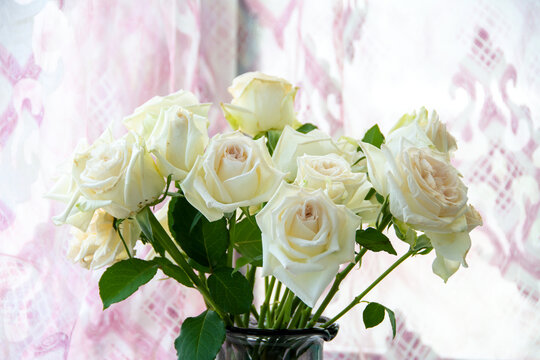 纯洁淡雅白玫瑰