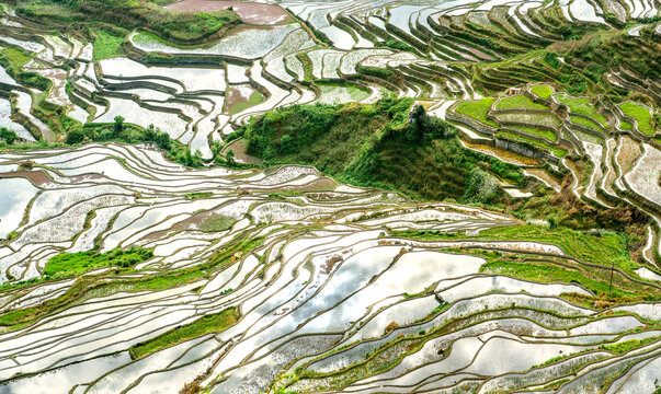 云南元阳梯田的风景