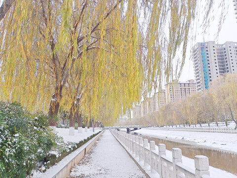 冬季雪景