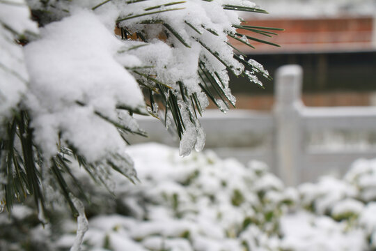 雪景