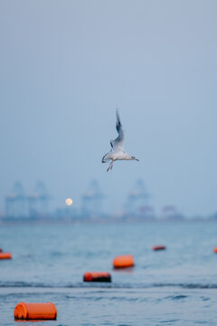 北戴河海鸥