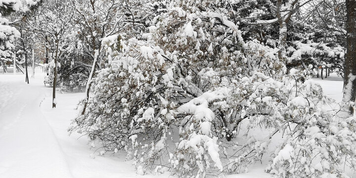 雪压枝头