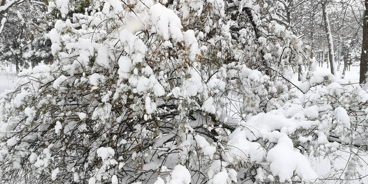 雪压枝头