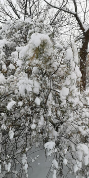 积雪的松枝