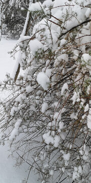 积雪的松枝