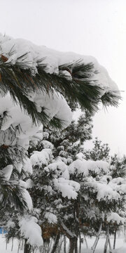 积雪的松枝