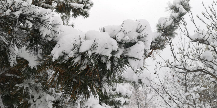 积雪的松枝