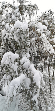 积雪的松枝