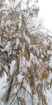 积雪的松枝