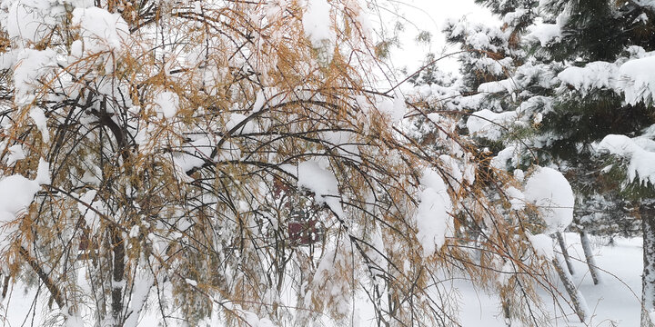 积雪的松枝