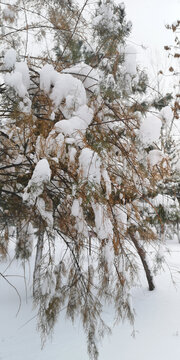 积雪的松枝