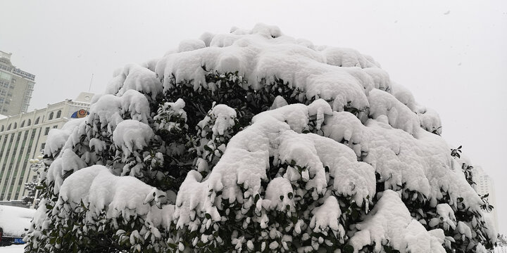 雪松