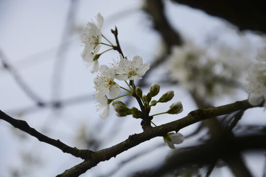 苹果花