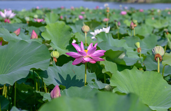 荷花莲花