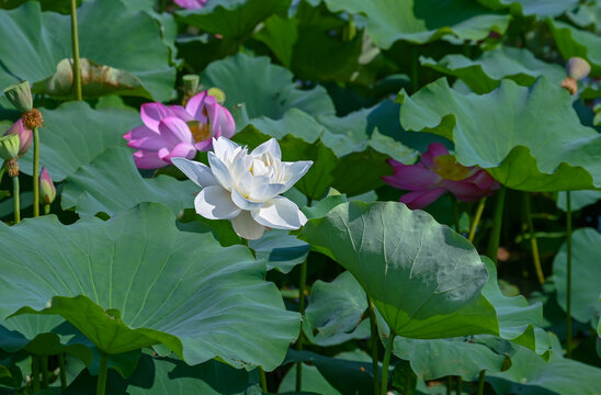 荷花莲花