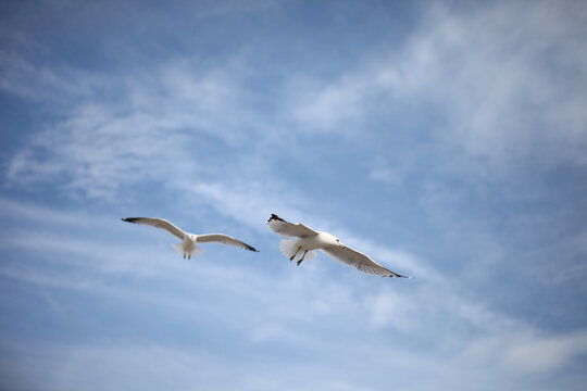 蓝色天空中有两只自由飞翔的海鸟