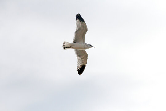 天空中自由飞翔的海鸟