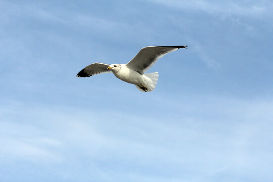 天空中自由飞翔的海鸟
