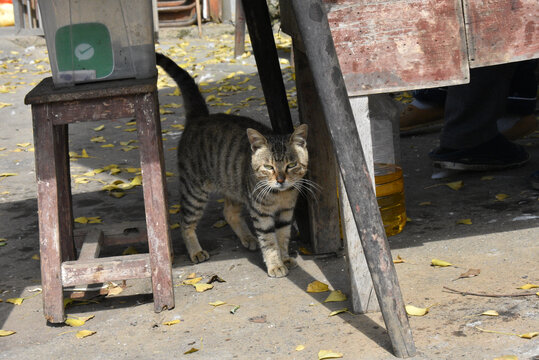 农园里的狸花猫