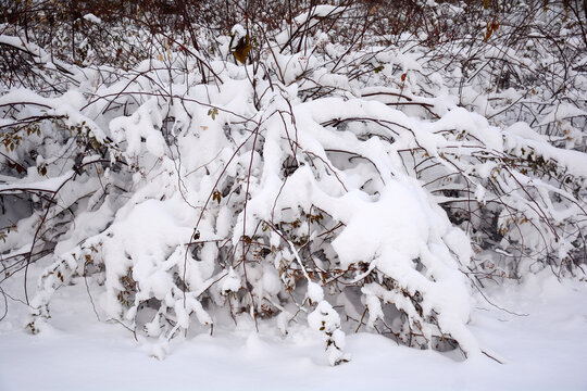 大雪