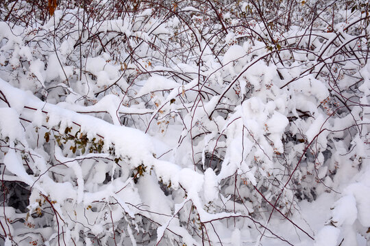 冬雪