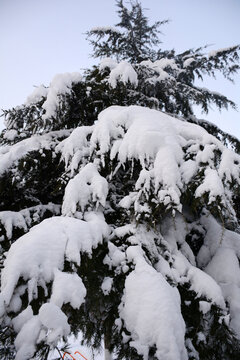 雪后松树