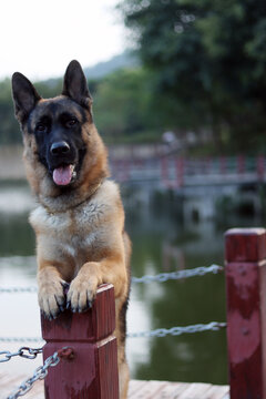 军犬大型犬